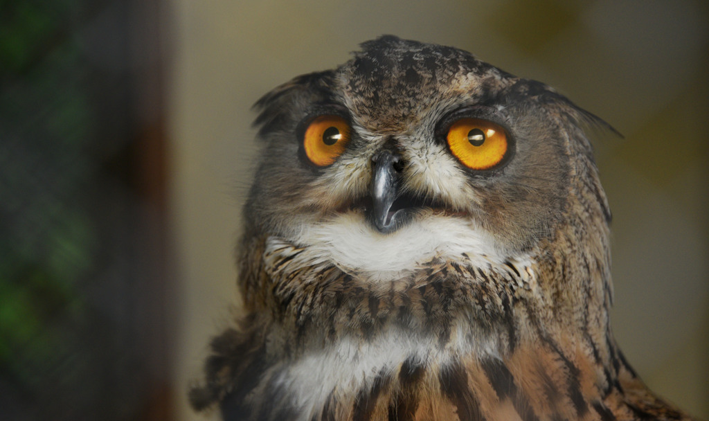 少しオネムなフクロウ（掛川花鳥園）