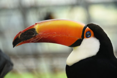 立派なクチバシと碧い目が素敵（掛川花鳥園）