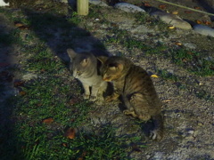 仲のいい野良猫兄弟