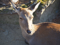 奈良公園にて