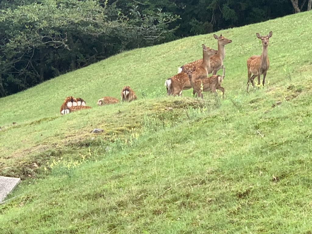 自然の中のノビノヒ親子