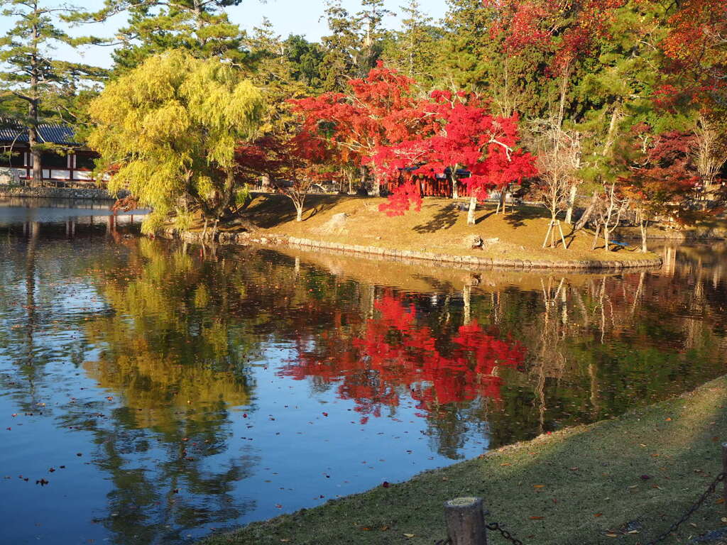 奈良の紅葉です。