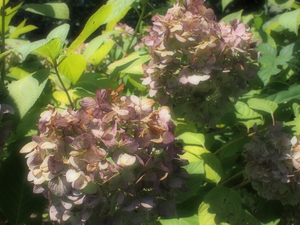 枯れかけの紫陽花