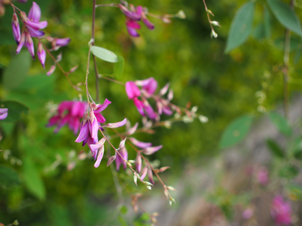 秋の花