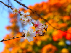 四季桜と紅葉