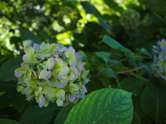 日陰の紫陽花