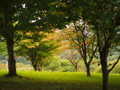 秋の公園