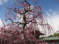防府天満宮にて