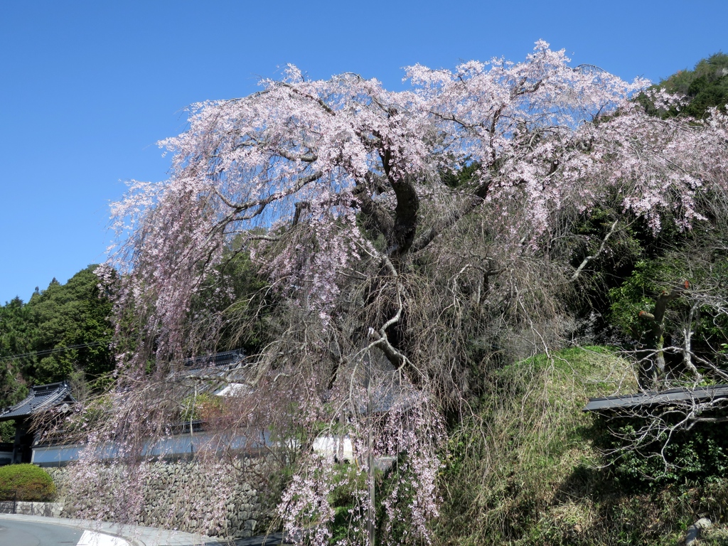 鹿野しだれ桜