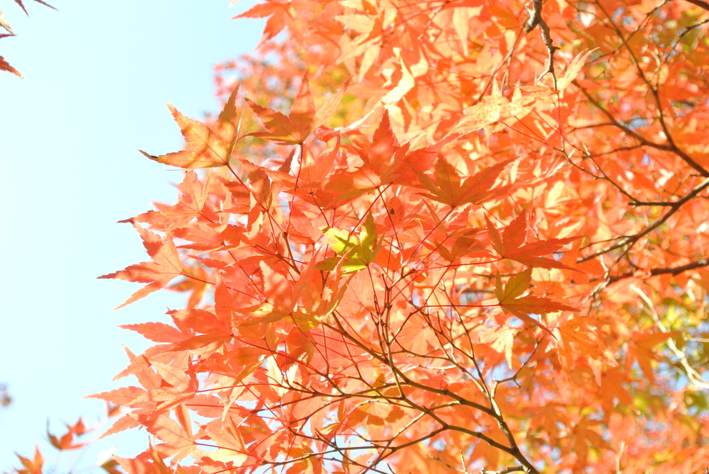 紅葉に挑戦