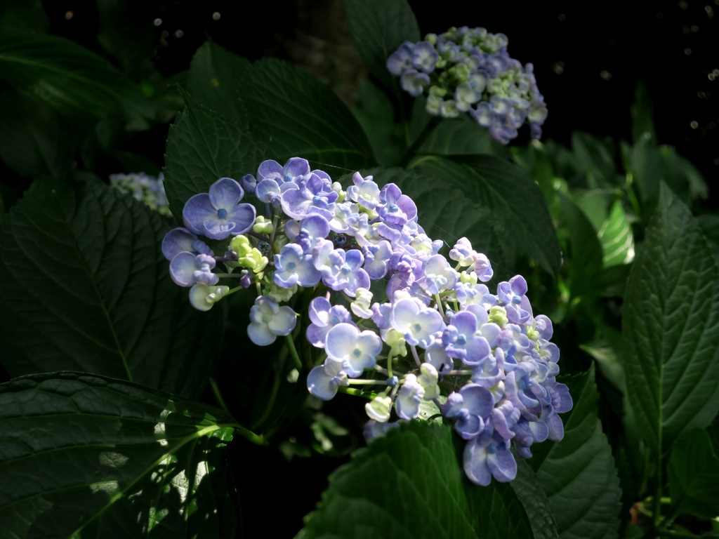 寝太郎公園の紫陽花もなかなか