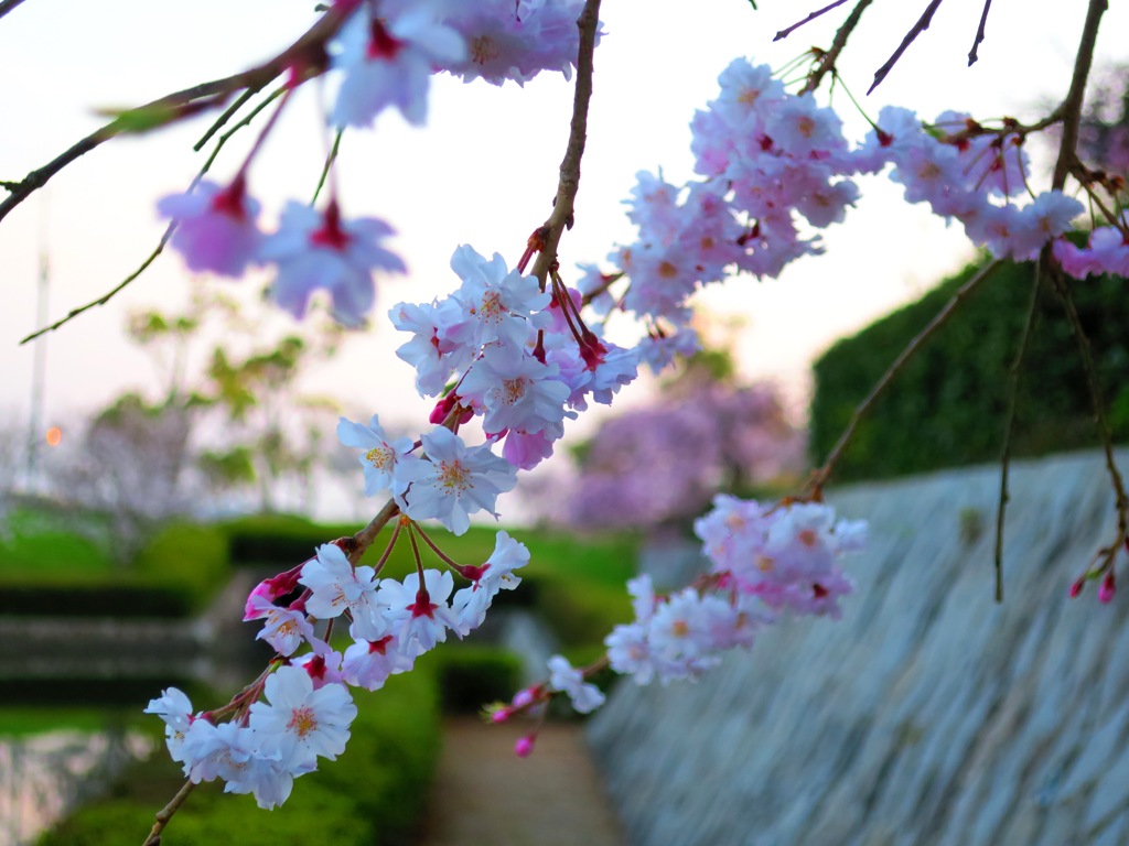 プチしだれ桜