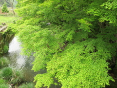 新緑の季節