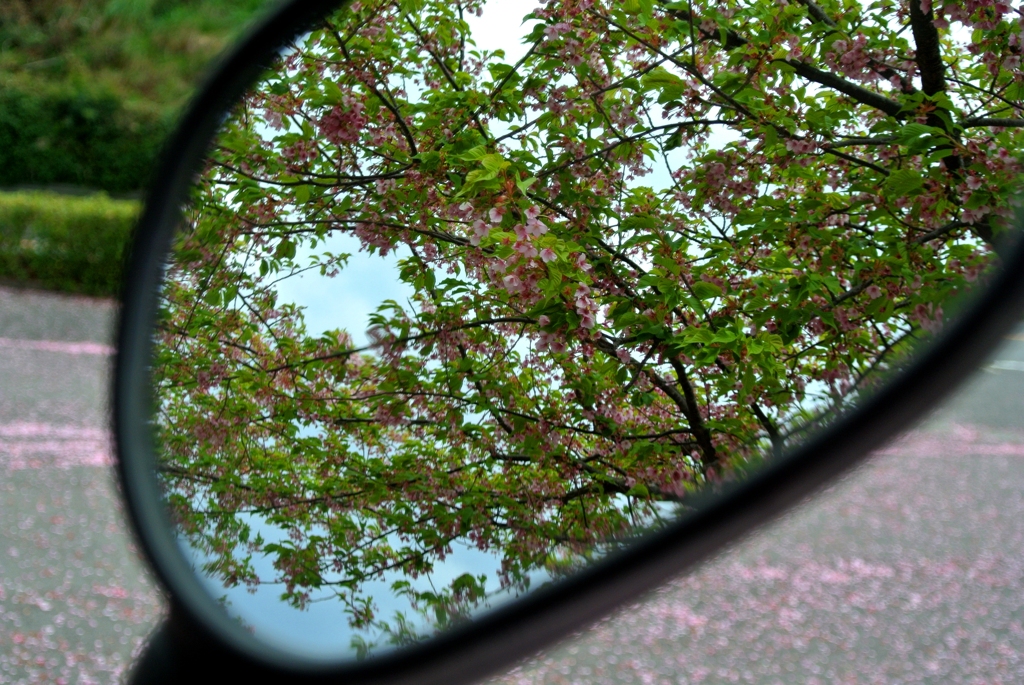 河津桜の思い出