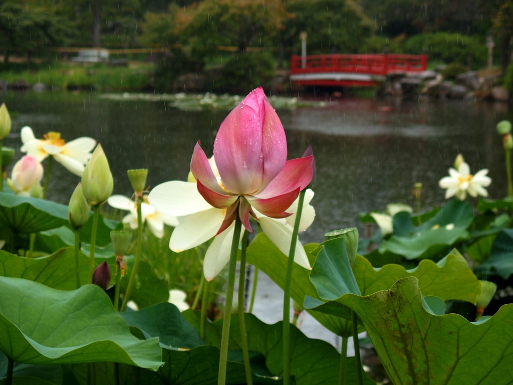 東行庵で