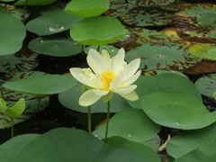 ちょっと遅めの蓮の花