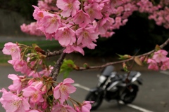 河津桜は満開