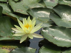 木梨提