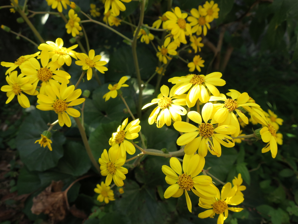 ストレートにつわぶき