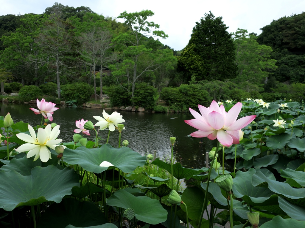 東行庵にて