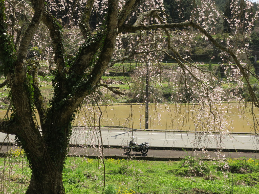 しだれ桜最終
