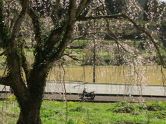 しだれ桜最終