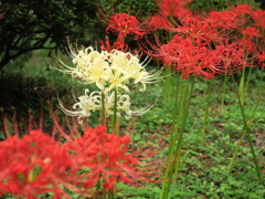 南原寺の彼岸花に癒された