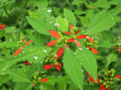 After Rain
