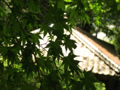 新緑だった