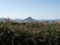 萩指月山を望む