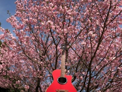 ヤマハと桜