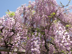 長正寺