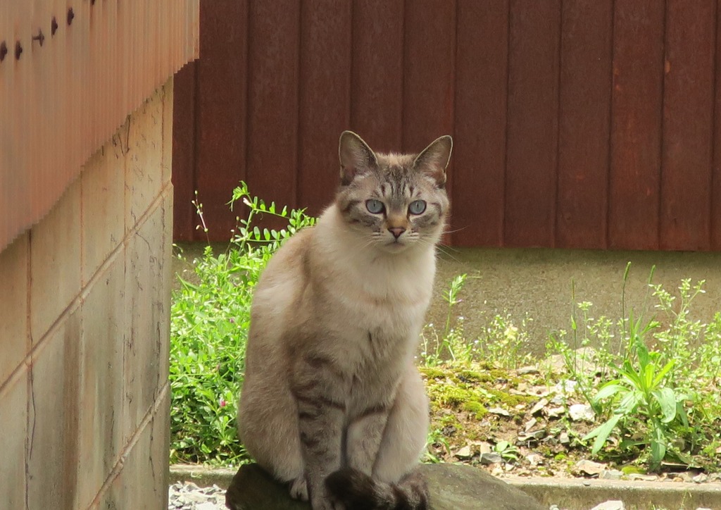 むつみ村の猫寺にいた美猫