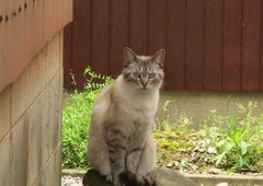 むつみ村の猫寺にいた美猫
