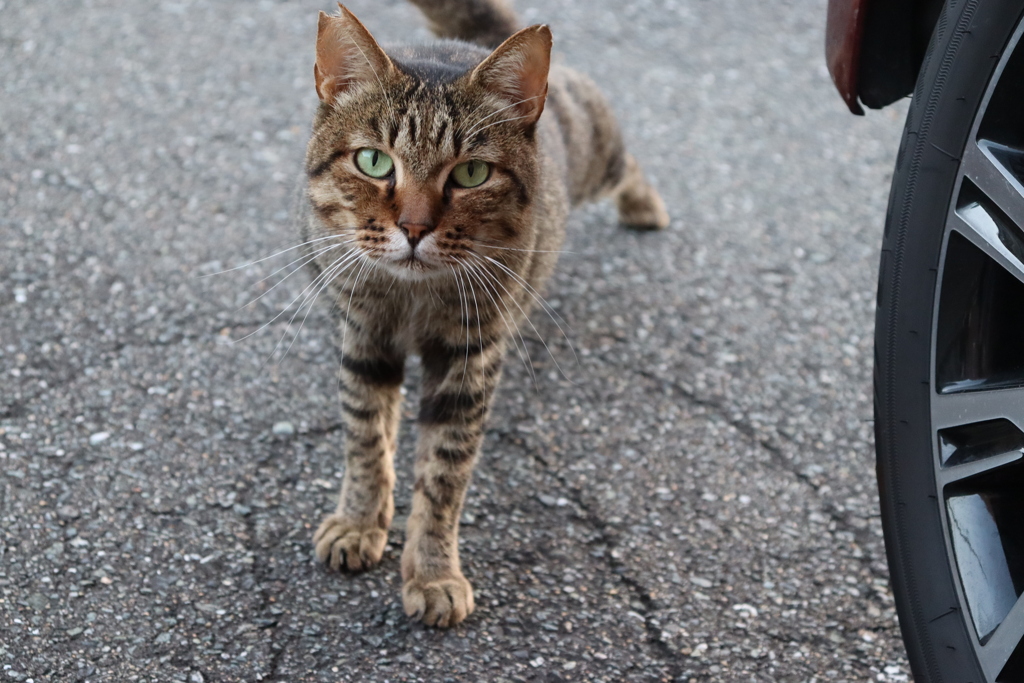 野良猫