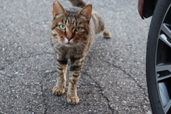 野良猫