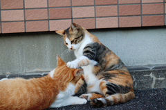 野良猫