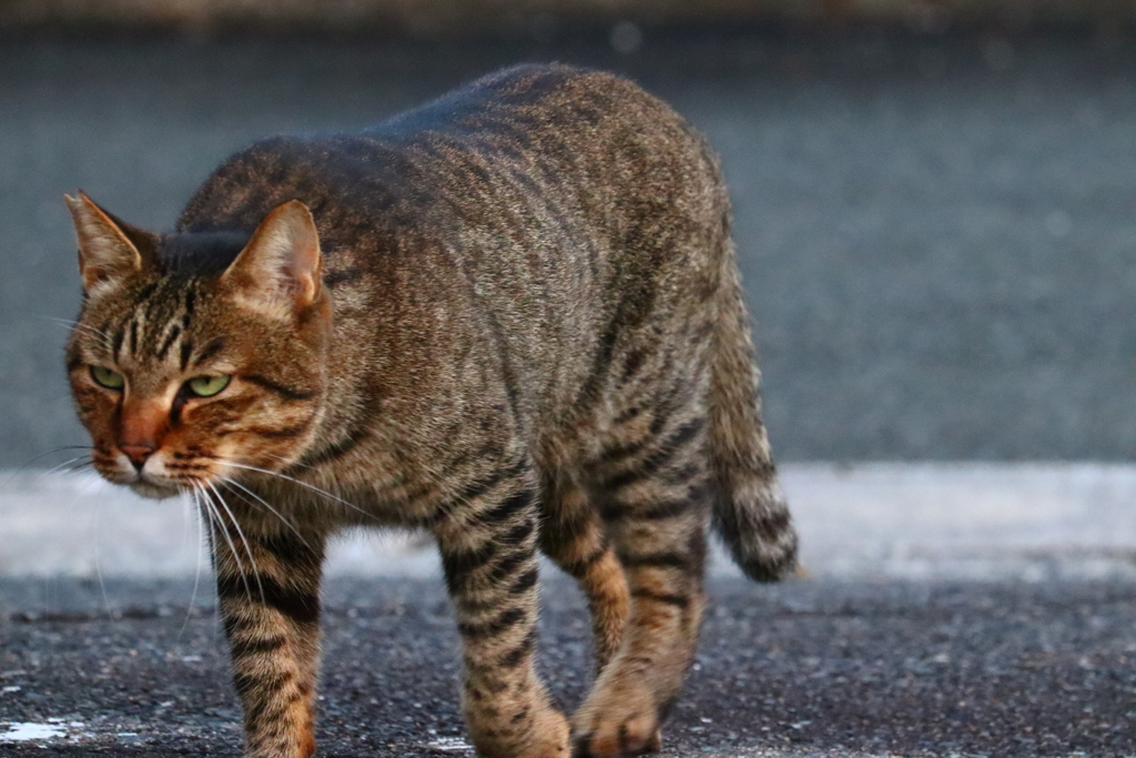 野良猫