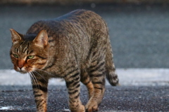 野良猫