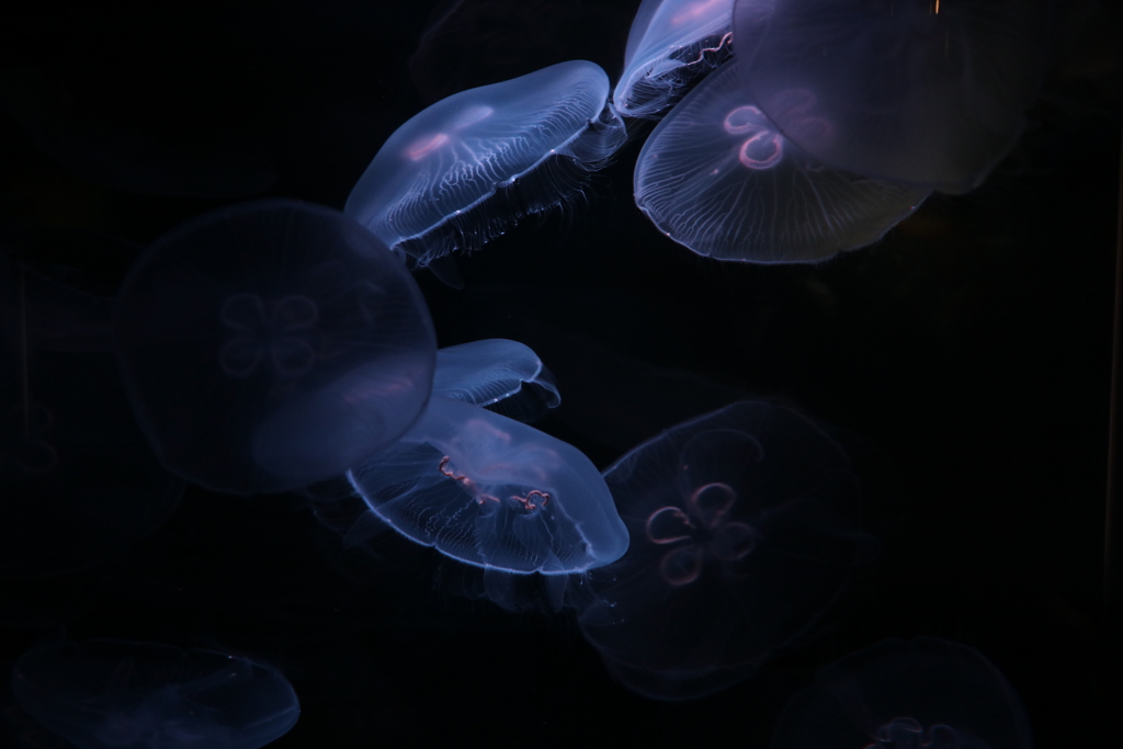 海月〜jellyfish 〜