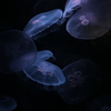 海月〜jellyfish 〜