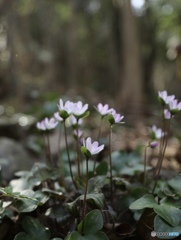 日陰にそっと咲く春の花