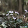 日陰にそっと咲く春の花