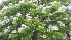 62587674256180702G+00248