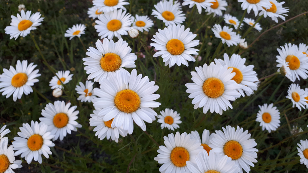 62587674256180618G+00245