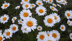 62587674256180618G+00245