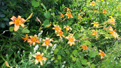 62587674256180702G+00249