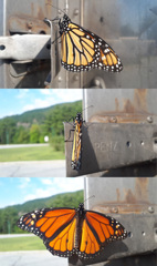 62587674256180904G+00261