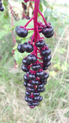 62587674256170921G+00187