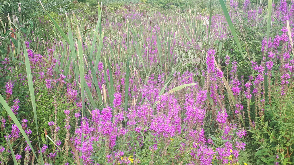 62587674256180902G+00259